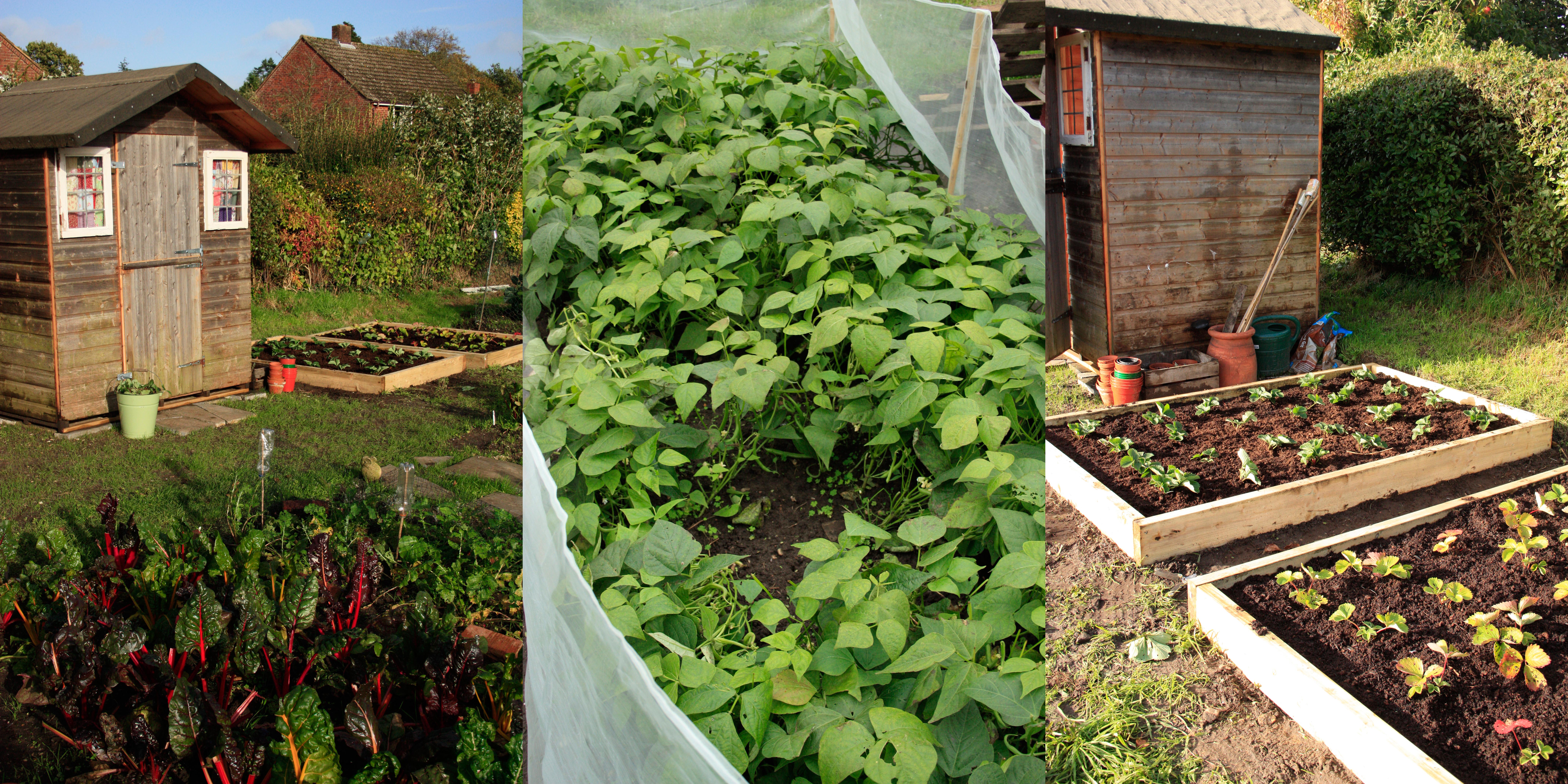 strawberrybeds