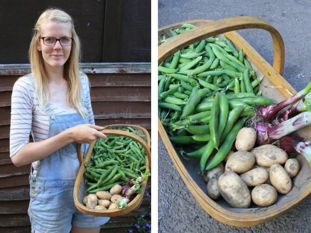 harvest