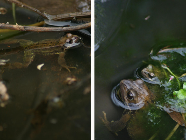 frogs2