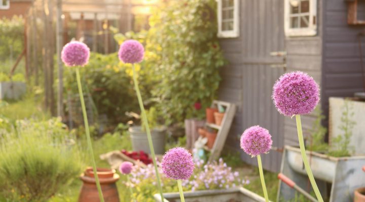 The year of the flowers