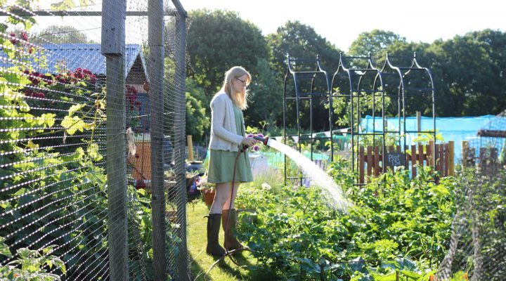 Early Morning Harvests
