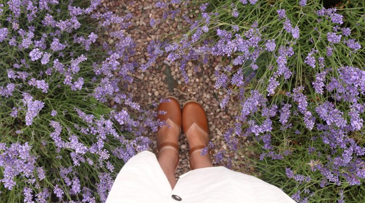 In Love with Lavender