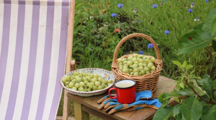 The Gooseberry Appreciation Post