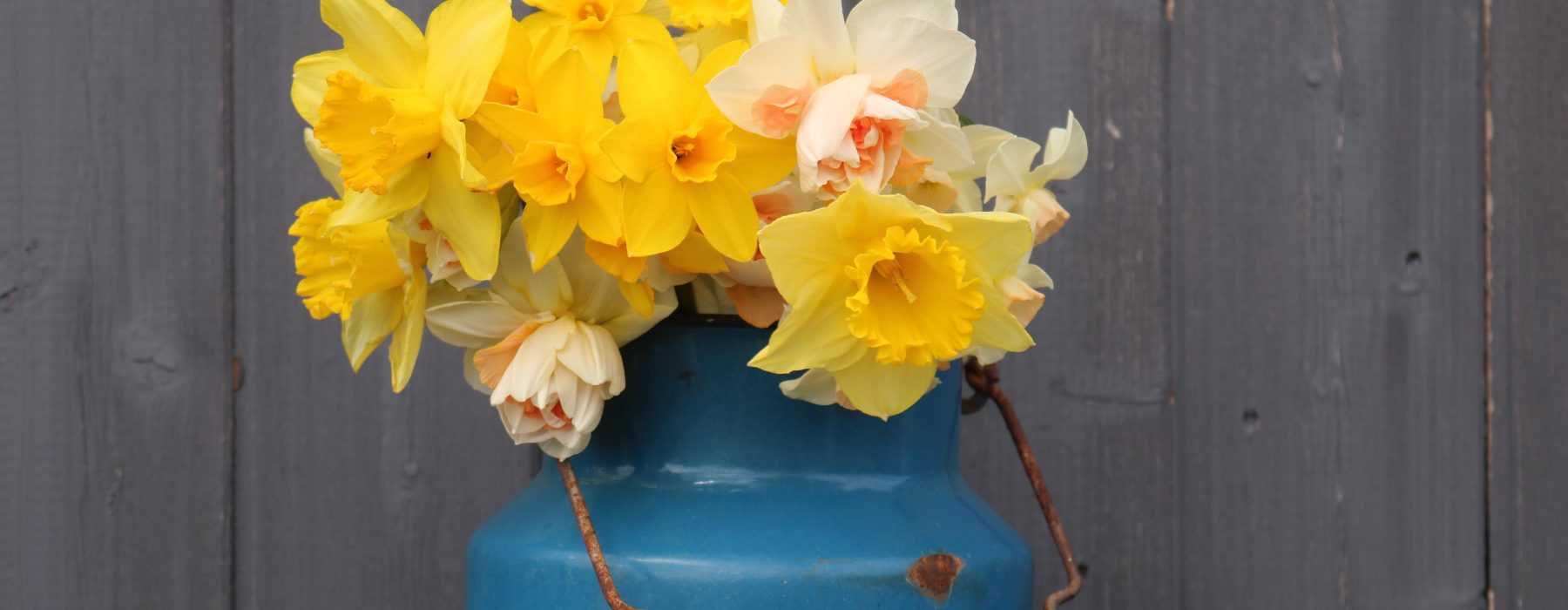 Springtime Blooms