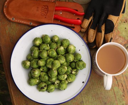 The Sprout Thief